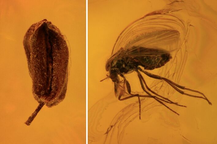 Four Fossil Flies (Diptera) And Seed Pod In Baltic Amber #109418